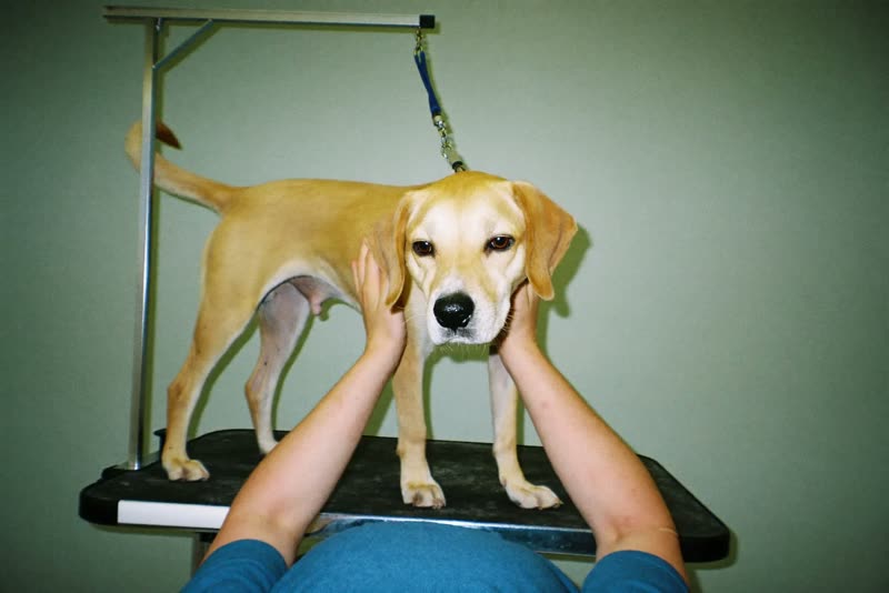 A dog standing calmly on a grooming table, steadied by hands