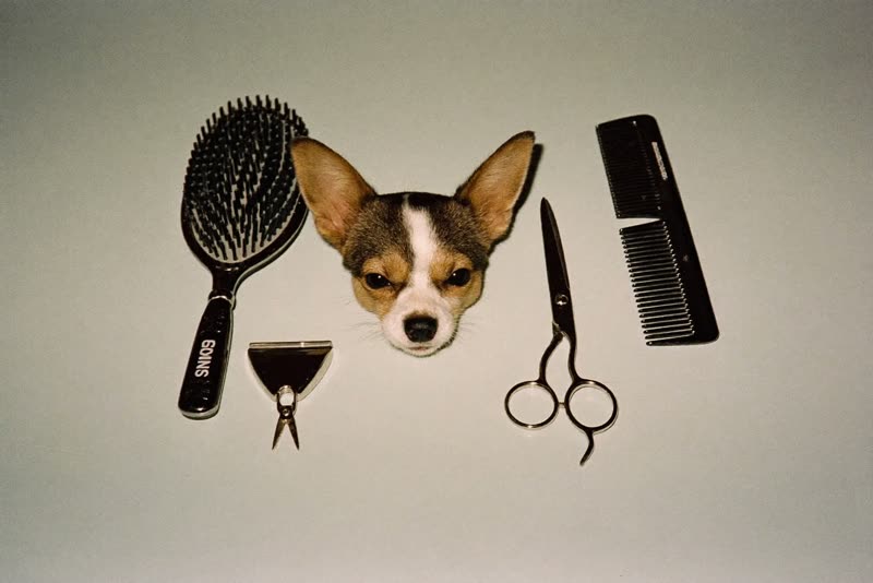 Grooming tools laid out neatly: brush, comb, scissors and clippers