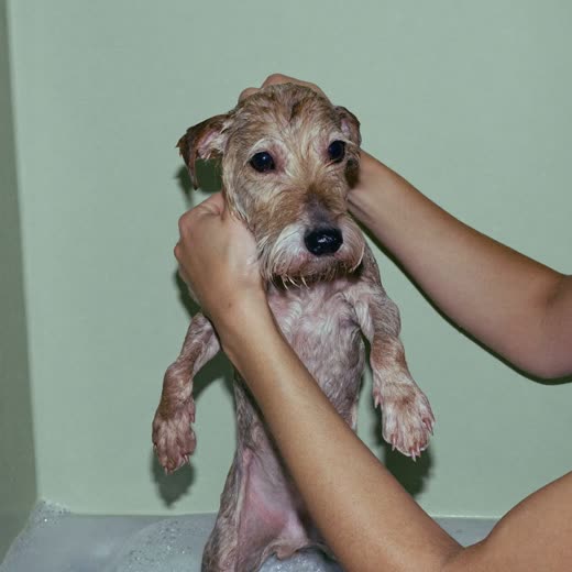A small terrier being lathered during a bath