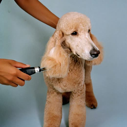 A poodle-cross having its coat clipped