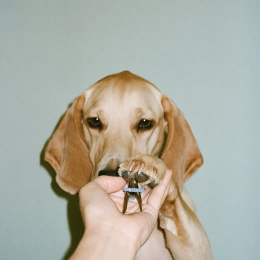 A dog's paw held for nail clipping