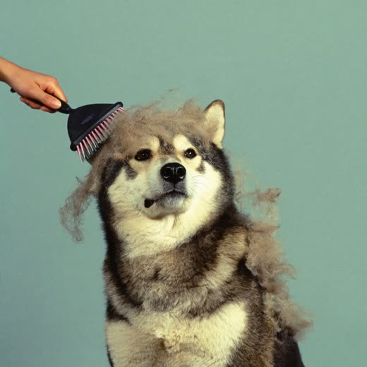 A thick-coated dog being brushed out with a slicker brush